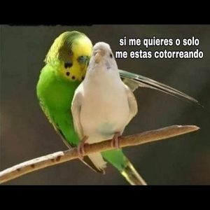 Meet your Posher, Angelica